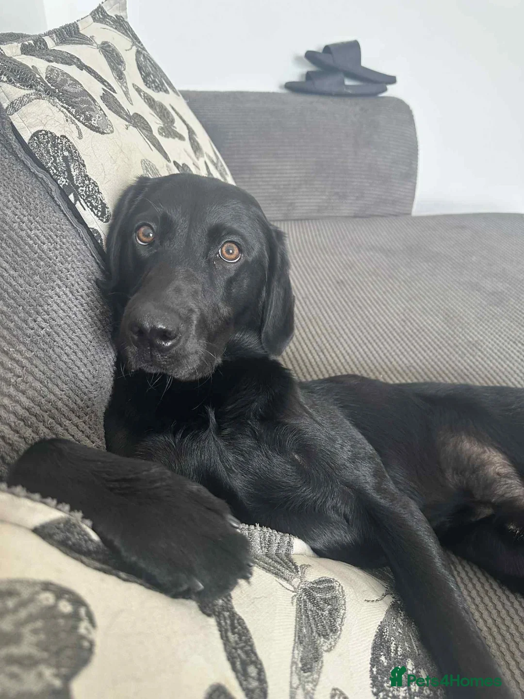 Labrador Retriever dogs for sale: Bruno in Stoke-on-Trent - Advert 8