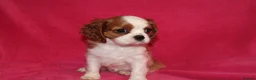 Cavalier King Charles Spaniel dogs for sale: Beautiful Cavalier Kong Charles Spaniel Puppies - Advert 3