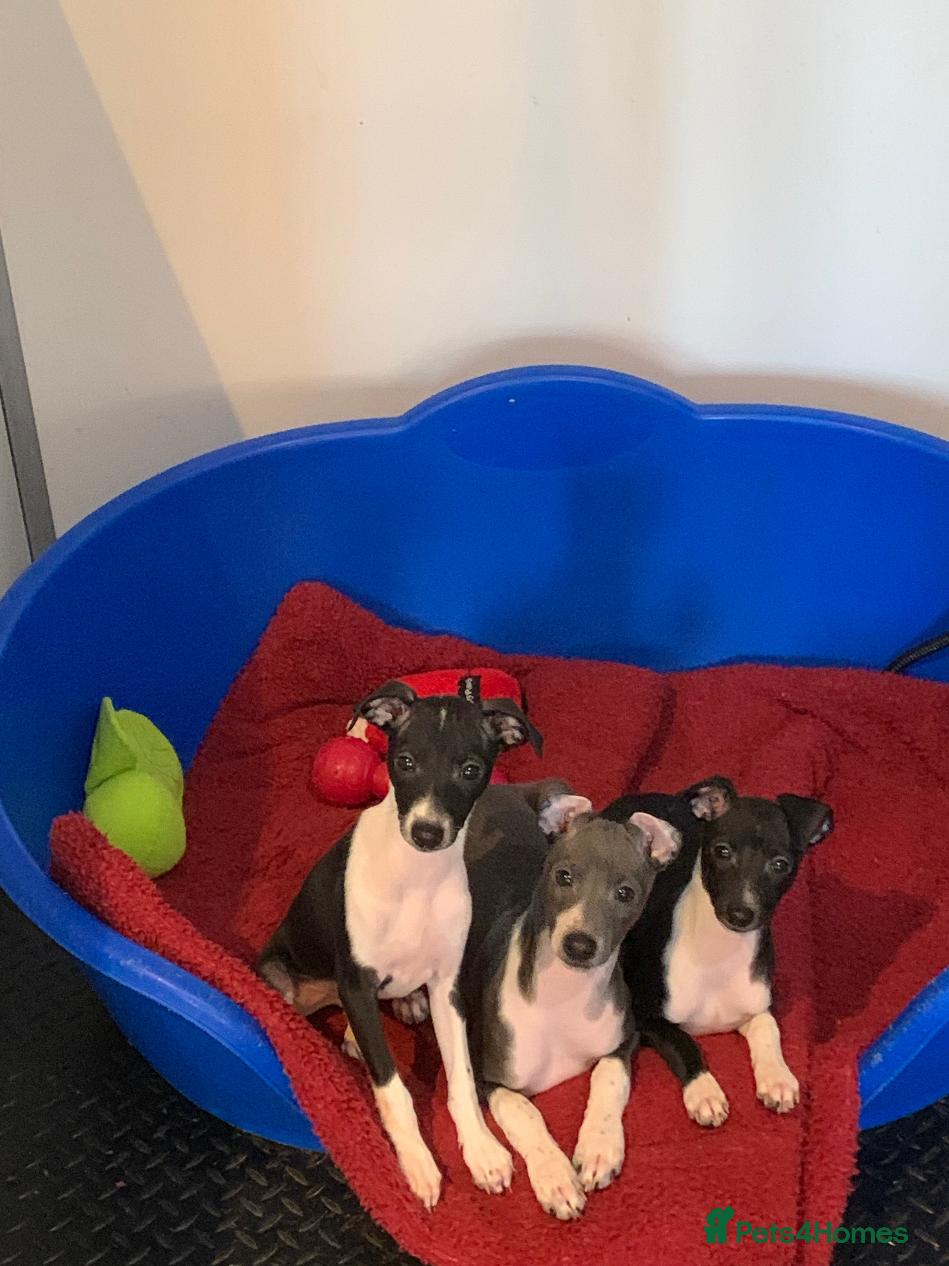 Italian Greyhound dogs Quality KC reg Italian greyhound puppies  - Advert 1
