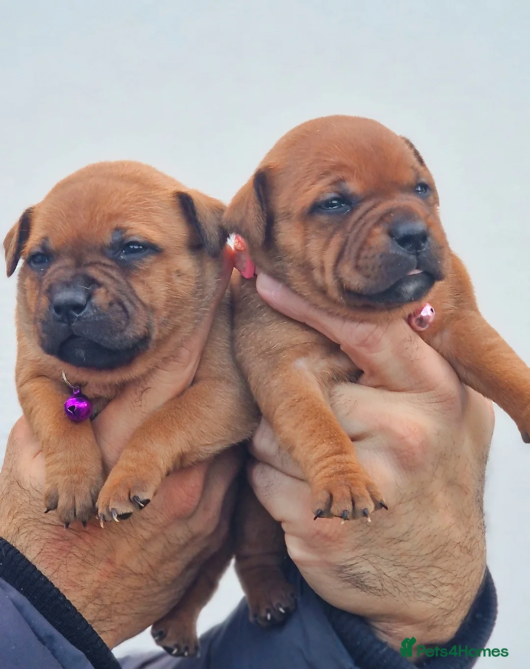 Staffordshire Bull Terrier dogs for sale: SHOW QUAILTY RED STAFF PUPPIES COI 2.9% 🐶 🔥🔥😍 - Advert 11