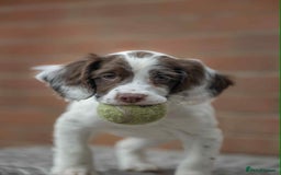 English Springer Spaniel dogs for sale: Female Springer Spaniel - Image 4