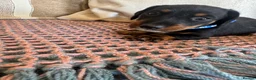 Miniature Dachshund dogs for sale: Miniature dachshunds for sale in Witney - Advert 21