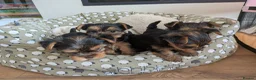 Yorkshire Terrier dogs for sale: Adorable Mini Toy Yorkshire Terrier Puppies - Advert 11