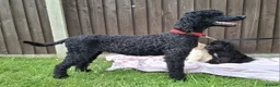 Goldendoodle dogs for sale: Health tested Standard Goldendoodles in Reading - Advert 5
