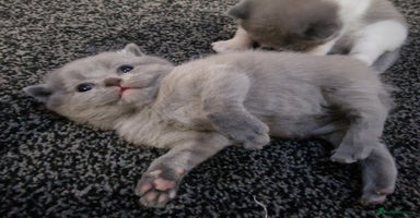 Scottish Fold cats Beautiful Scottish Fold/British Shorthair Kittens! - Advert 15