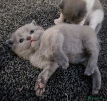 Scottish Fold cats Beautiful Scottish Fold/British Shorthair Kittens! - Advert 3