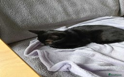 Mixed Breed cats for adoption: BEANS - Image 2