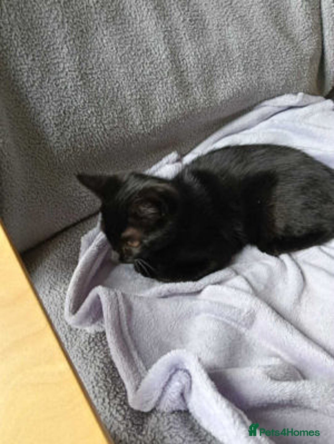 Mixed Breed cats for adoption: BEANS - Image 2