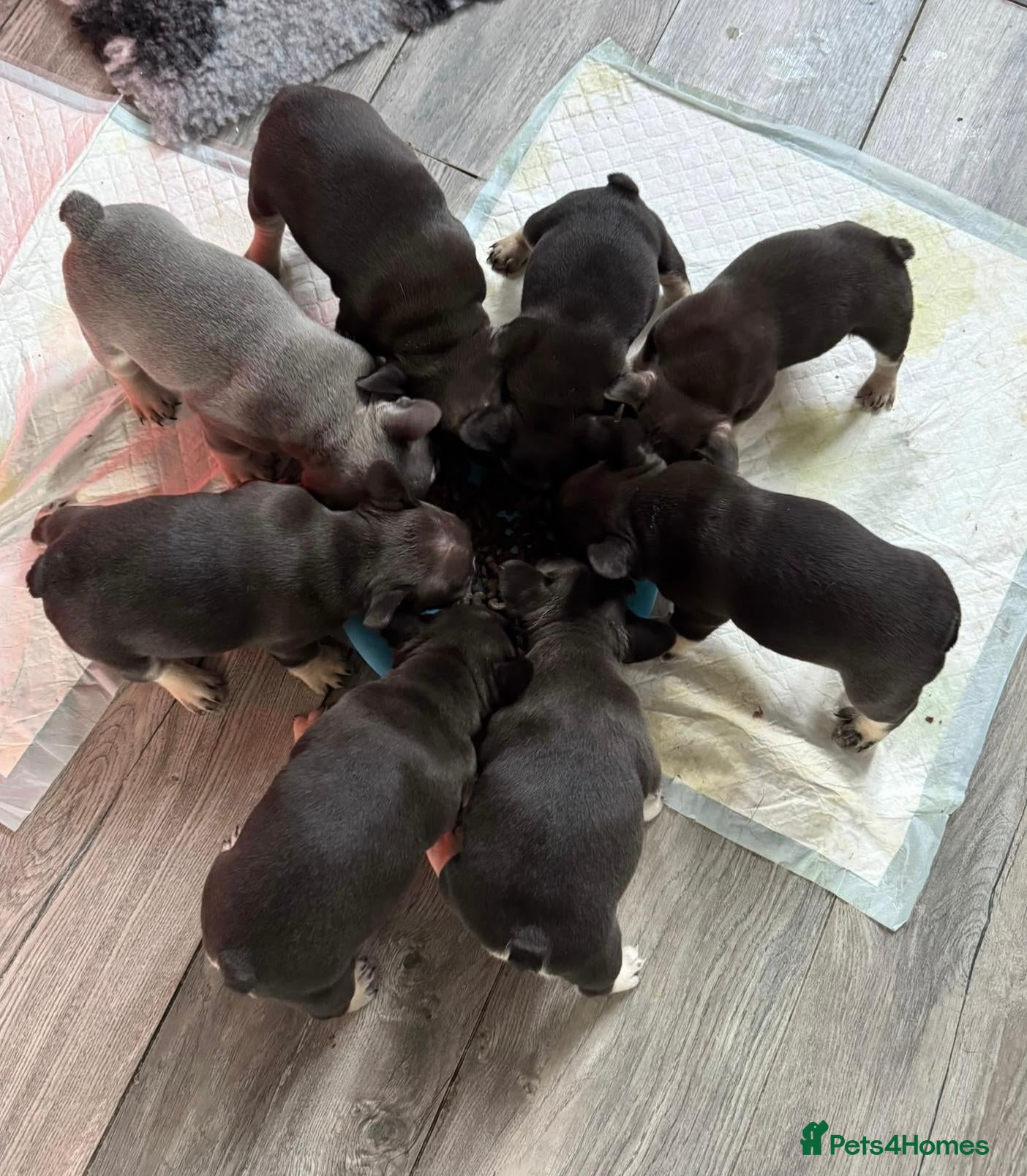 French Bulldog dogs 8 Beautiful French Bulldog Pups – 5 Girls & 3 Boys - Advert 1
