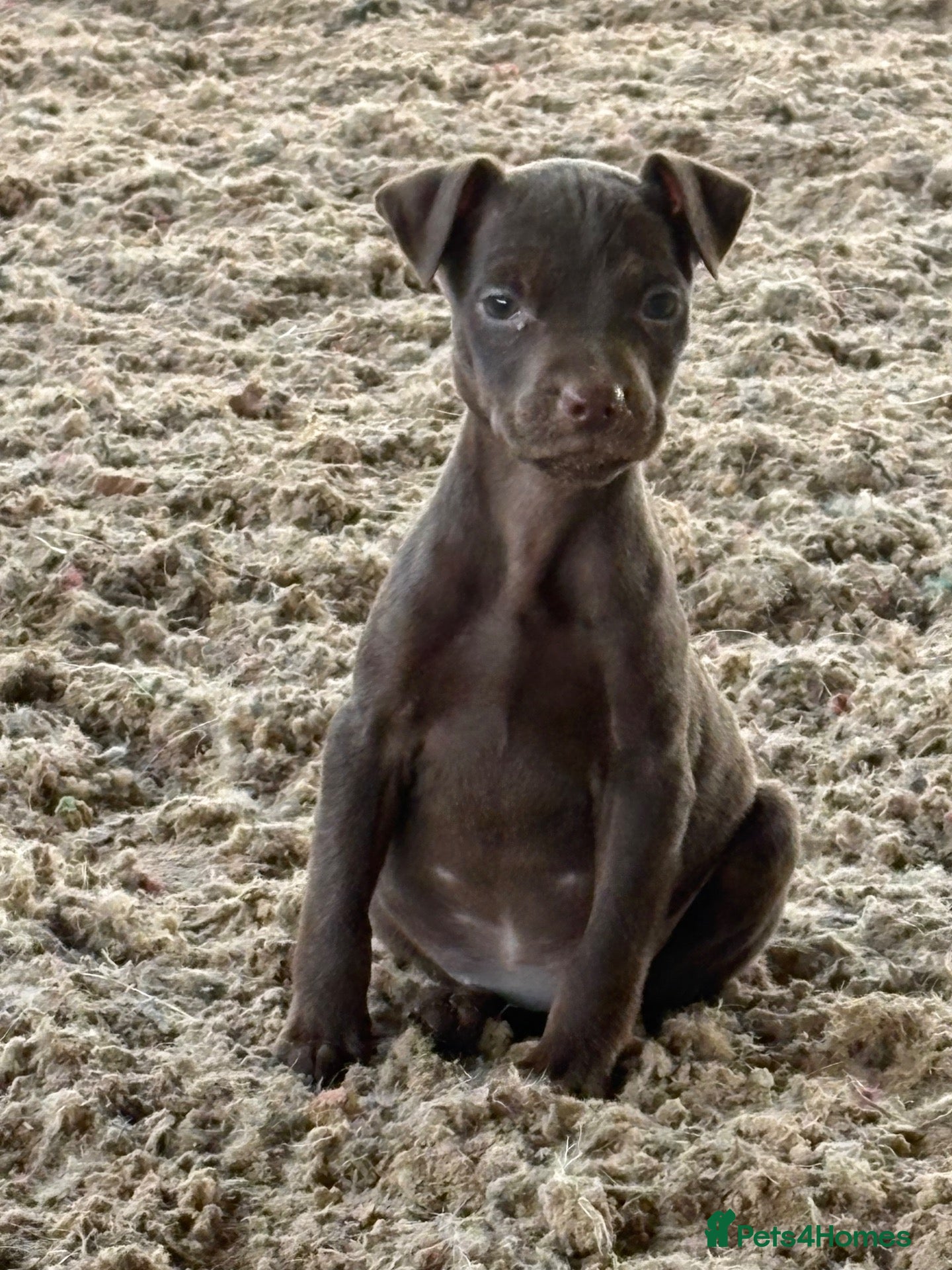 Patterdale Terrier dogs Quality Pups Ready Now - Advert 7