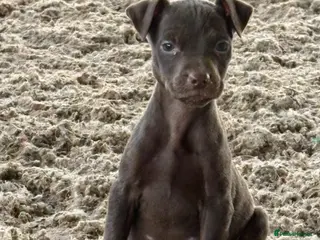 Patterdale Terrier dogs Quality Pups Ready Now - Advert 7