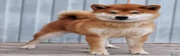 Japanese Shiba Inu dogs for sale: Japanese Shiba inu  - Advert 6