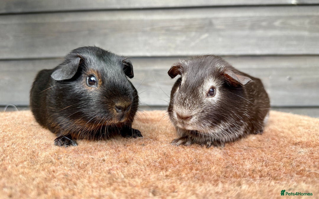 Guinea Pig rodents for sale: Various breeds - pairs/single - Image 1