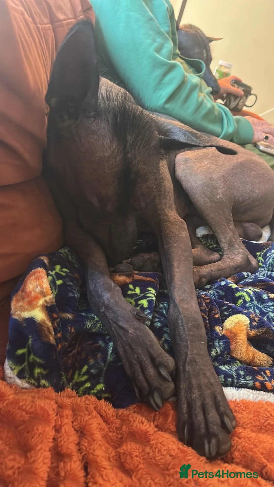 Mexican Hairless dogs for sale: Xoloitzcuintle - Mexican Hairless Standard adult  - Advert 5