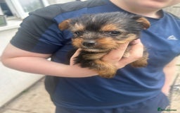 Yorkshire Terrier dogs for sale: Outstanding Yorkshire terriers - Image 9