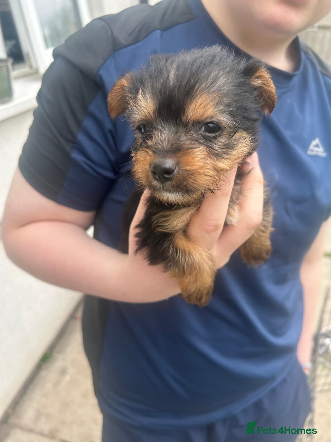 Yorkshire Terrier dogs for sale: Outstanding Yorkshire terriers - Image 9