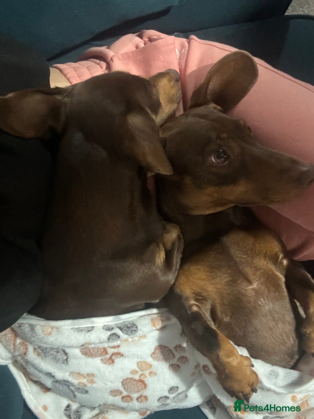 Dachshund dogs for sale: Rolo and Roxy are 3 years old and need a new home - Advert 12