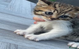 British Shorthair cats for sale: Beautiful BSH Kittens  - Image 2
