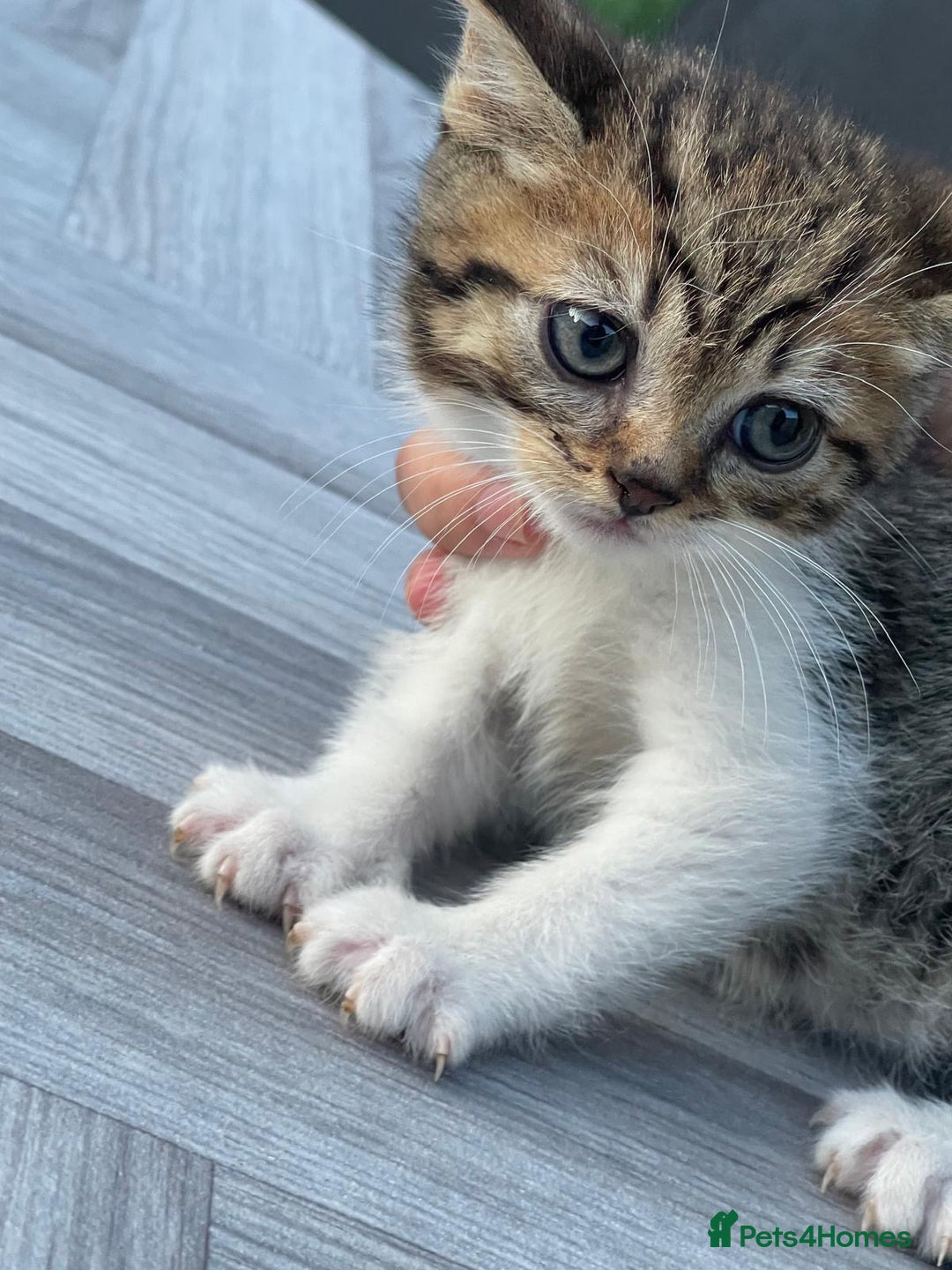 British Shorthair cats for sale: Beautiful BSH Kittens  - Image 2