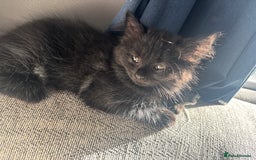 Domestic Shorthair cats for sale: Gorgeous mixed kittens  - Image 1