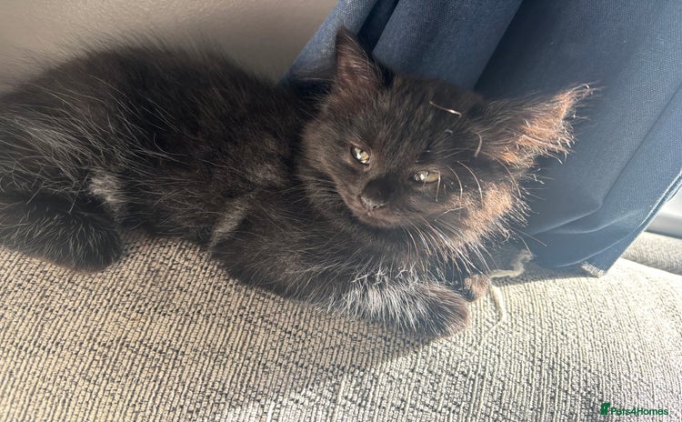 Domestic Shorthair cats - Advert 5