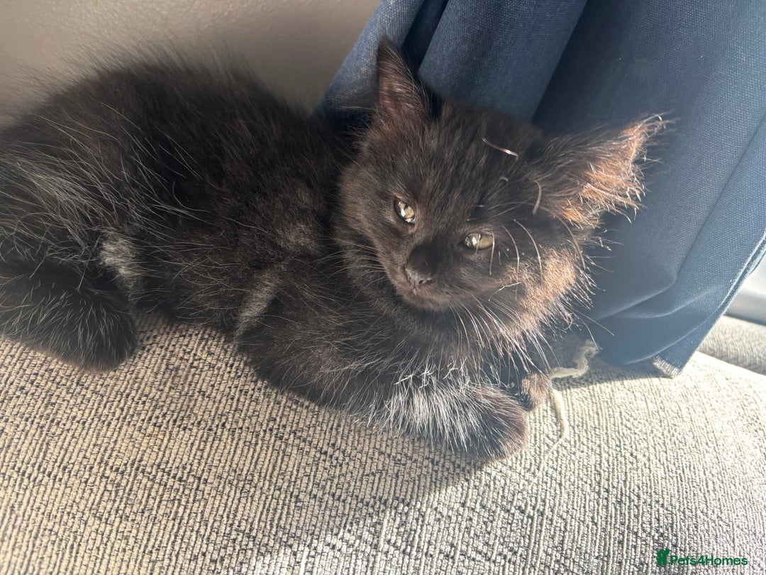 Domestic Shorthair cats for sale: Gorgeous mixed kittens  - Image 1