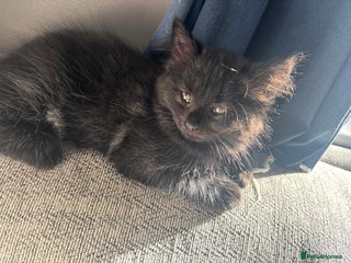 Domestic Shorthair cats - Advert 5