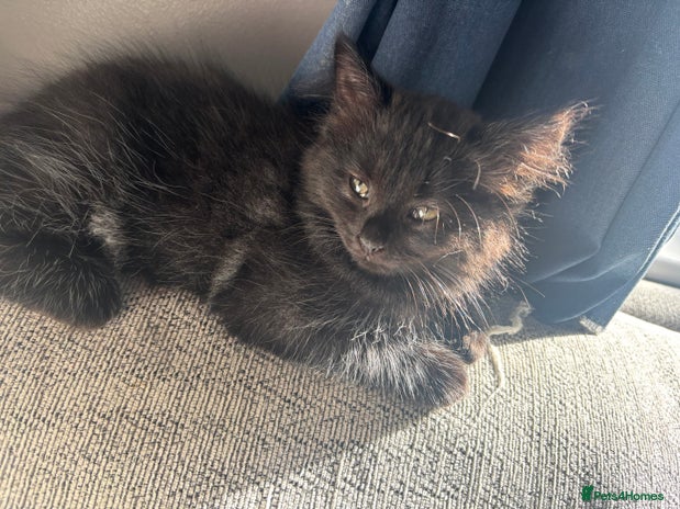 Domestic Shorthair cats - Advert 5