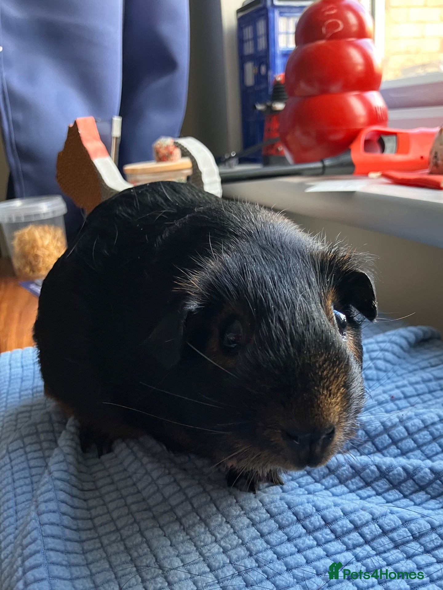 Guinea Pig rodents Pair Young Guinea Pig Sows - Advert 1