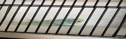 Budgerigars birds for sale: Mixed aged budgies in Leicester - Advert 3