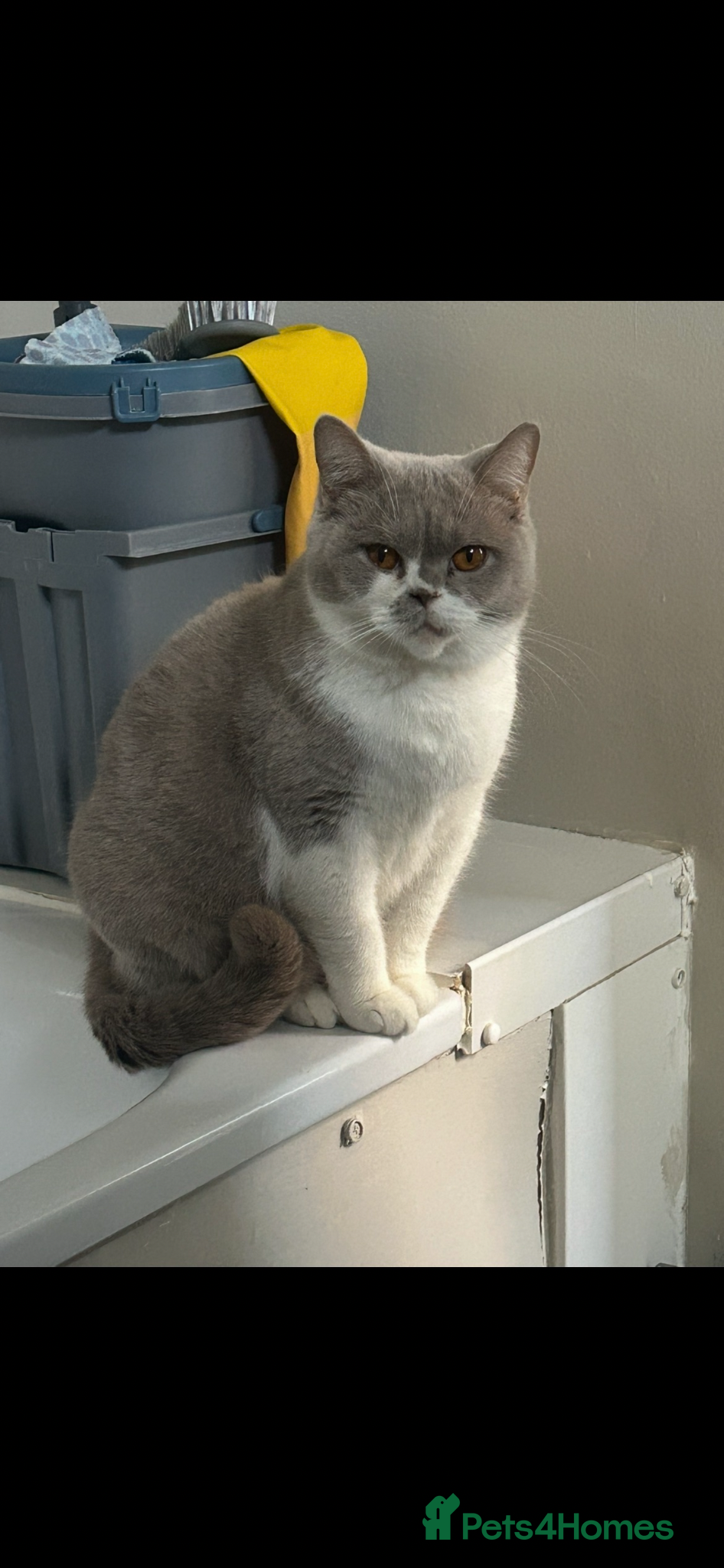 British Shorthair cats Female British Shorthair for sale  - Advert 1