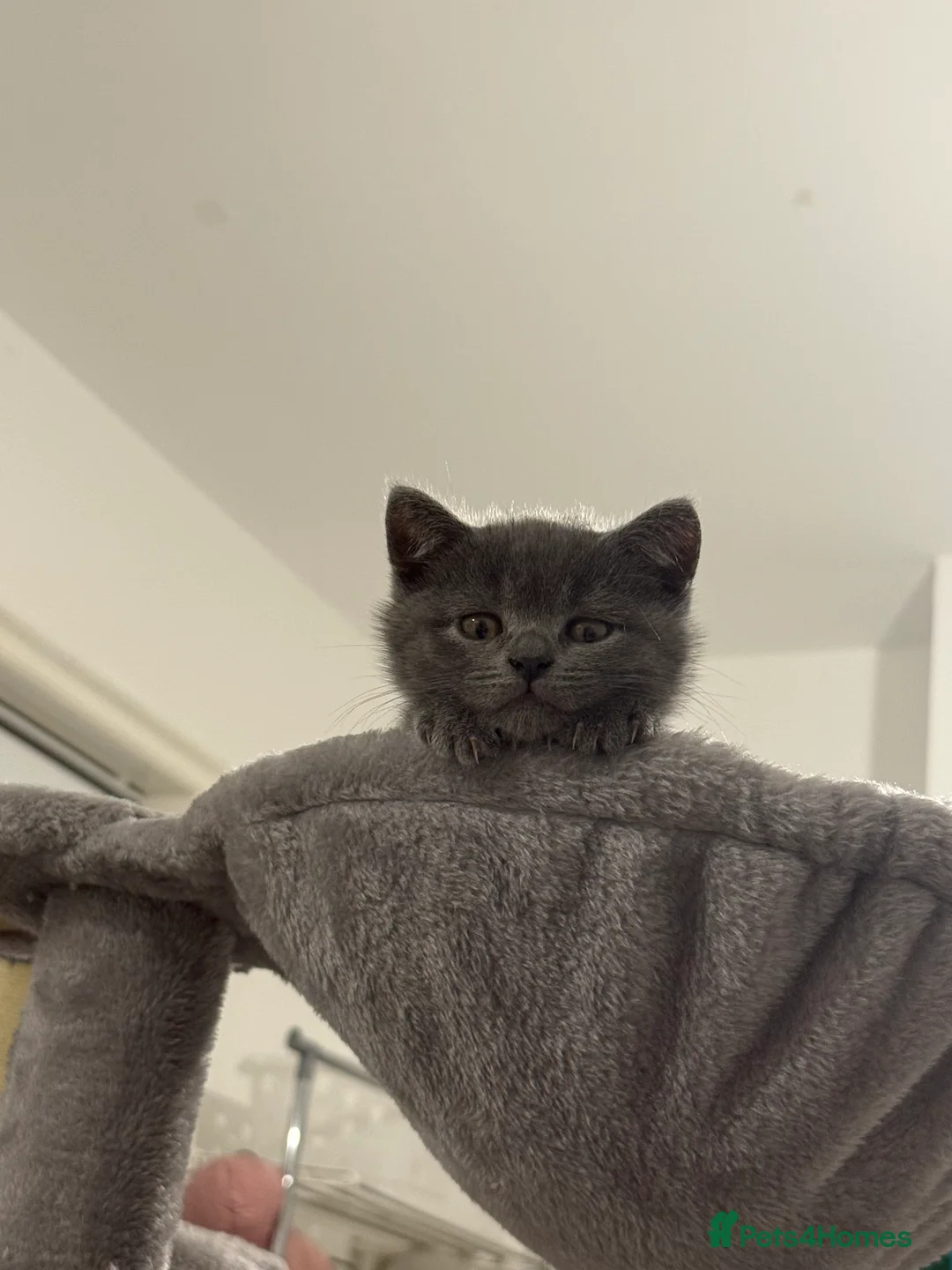 British Shorthair cats for sale: British Shorthair Female - Advert 5