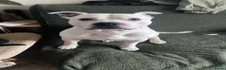 Staffordshire Bull Terrier dogs for sale: 🐾 Adorable Amstaff Puppies –  ❤️ - Advert 12