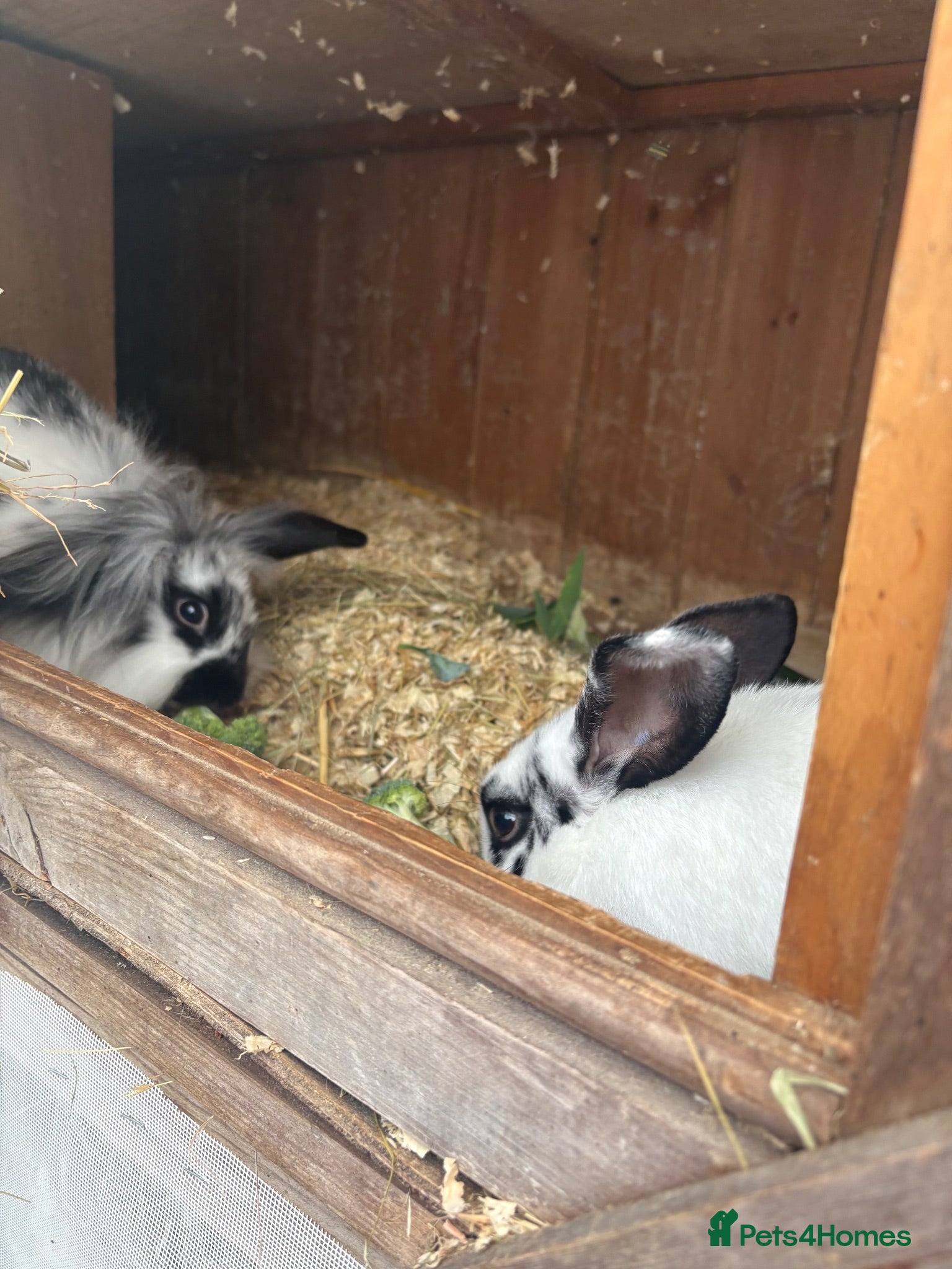 Mini Lop rabbits Baby mini lop rabbits - Advert 1