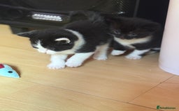 Brazilian Shorthair cats for sale: Kitten 🐈‍⬛  - Image 23