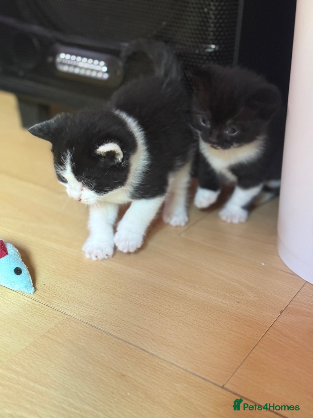 Brazilian Shorthair cats for sale: Kitten 🐈‍⬛  - Image 23