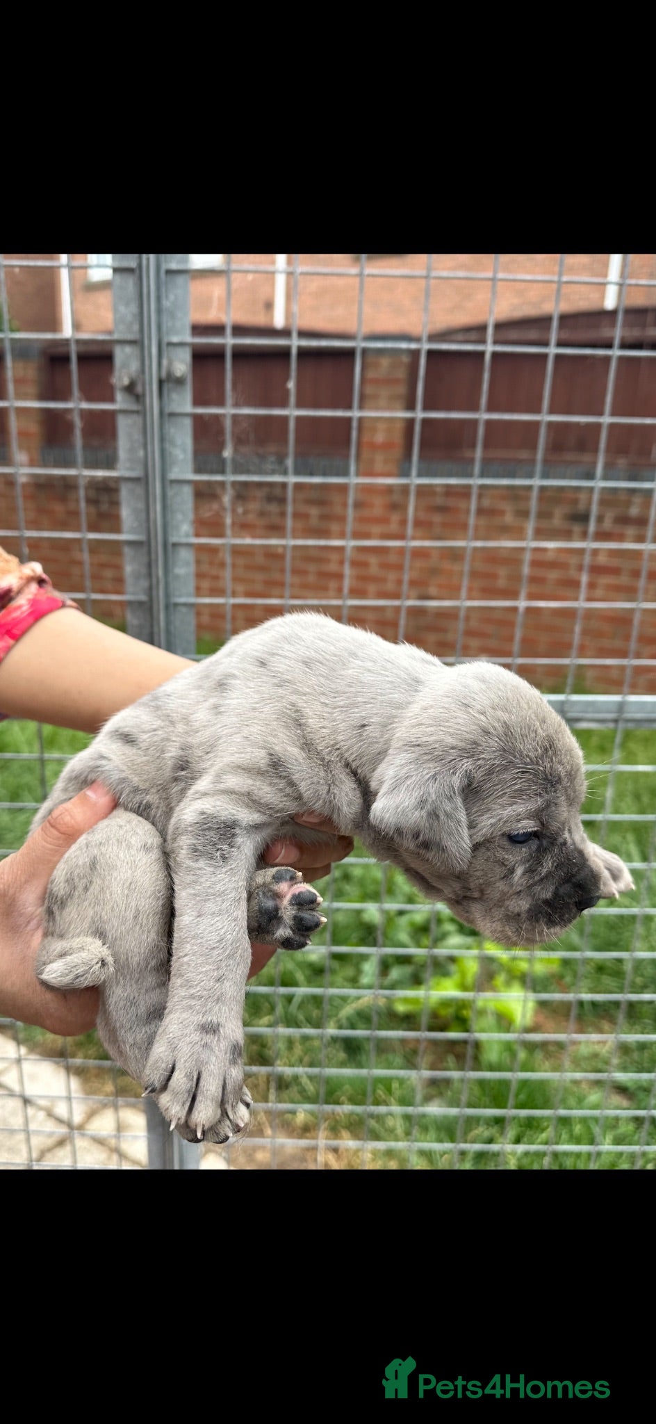 Cane Corso dogs for sale: Cane corso pups  - Advert 1