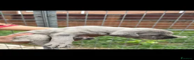 Cane Corso 1
