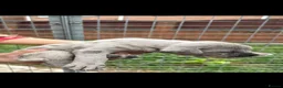 Cane Corso dogs for sale: Cane corso pups  - Advert 1