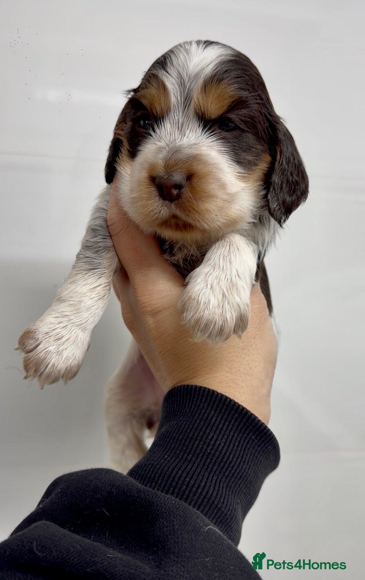 Cocker Spaniel dogs TRUE TO TYPE SHOW COCKER SPANIELS - Advert 2