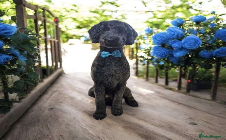Standard Poodle dogs - Advert 6
