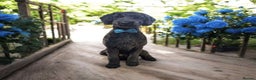 Standard Poodle dogs for stud: STUD DUTIES STANDARD POODLE  - Advert 1