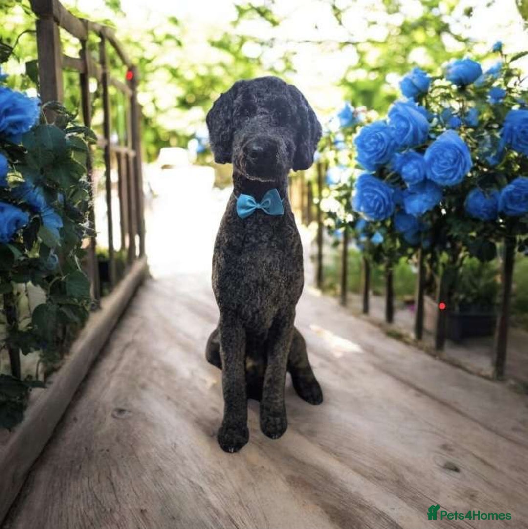 Standard Poodle dogs for stud: STUD DUTIES STANDARD POODLE  - Image 1