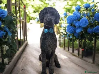 Standard Poodle dogs STUD DUTIES STANDARD POODLE - Advert 1