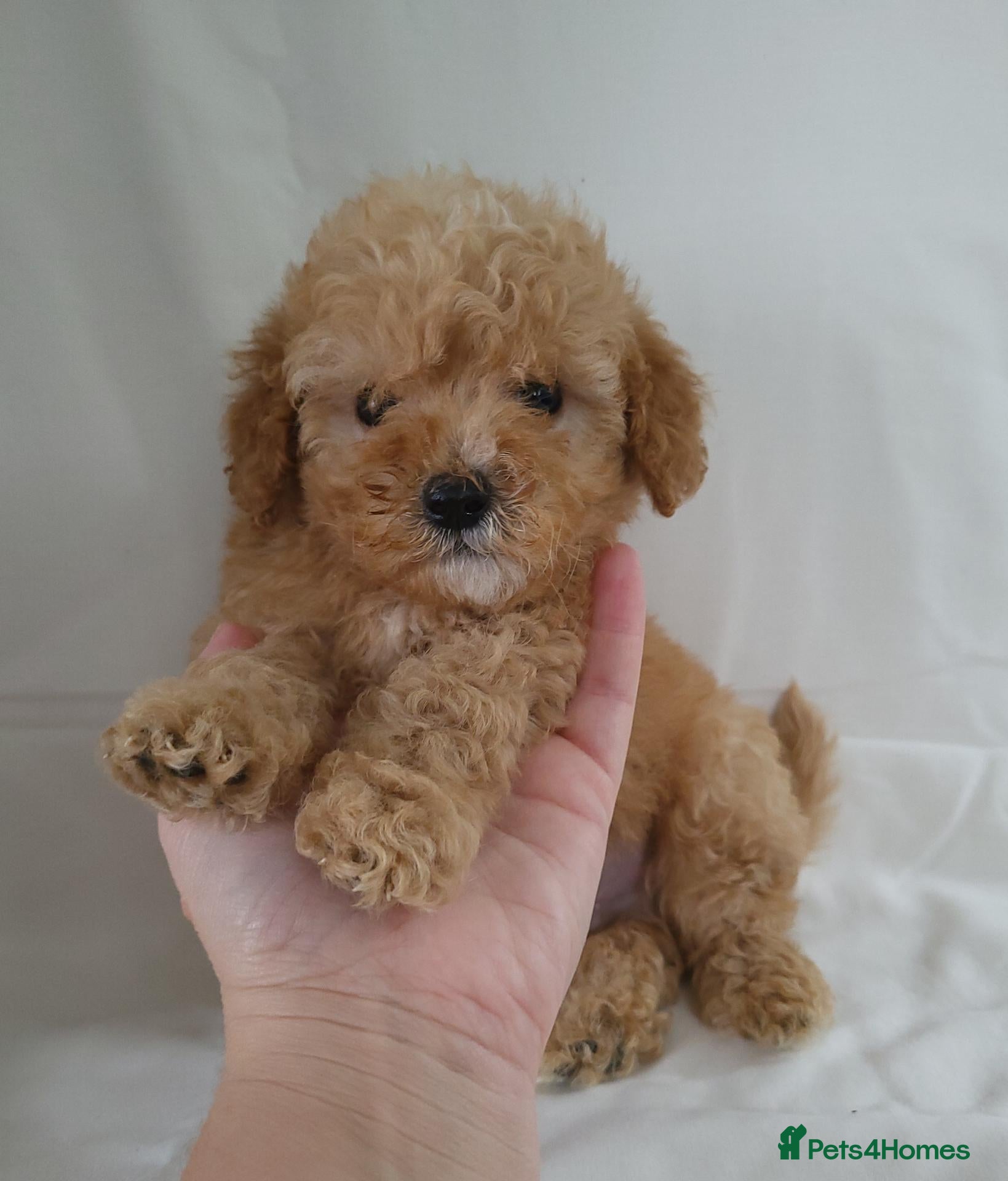 Cavapoo dogs Cavapoo puppies 5🌟 licence breeder  - Advert 1