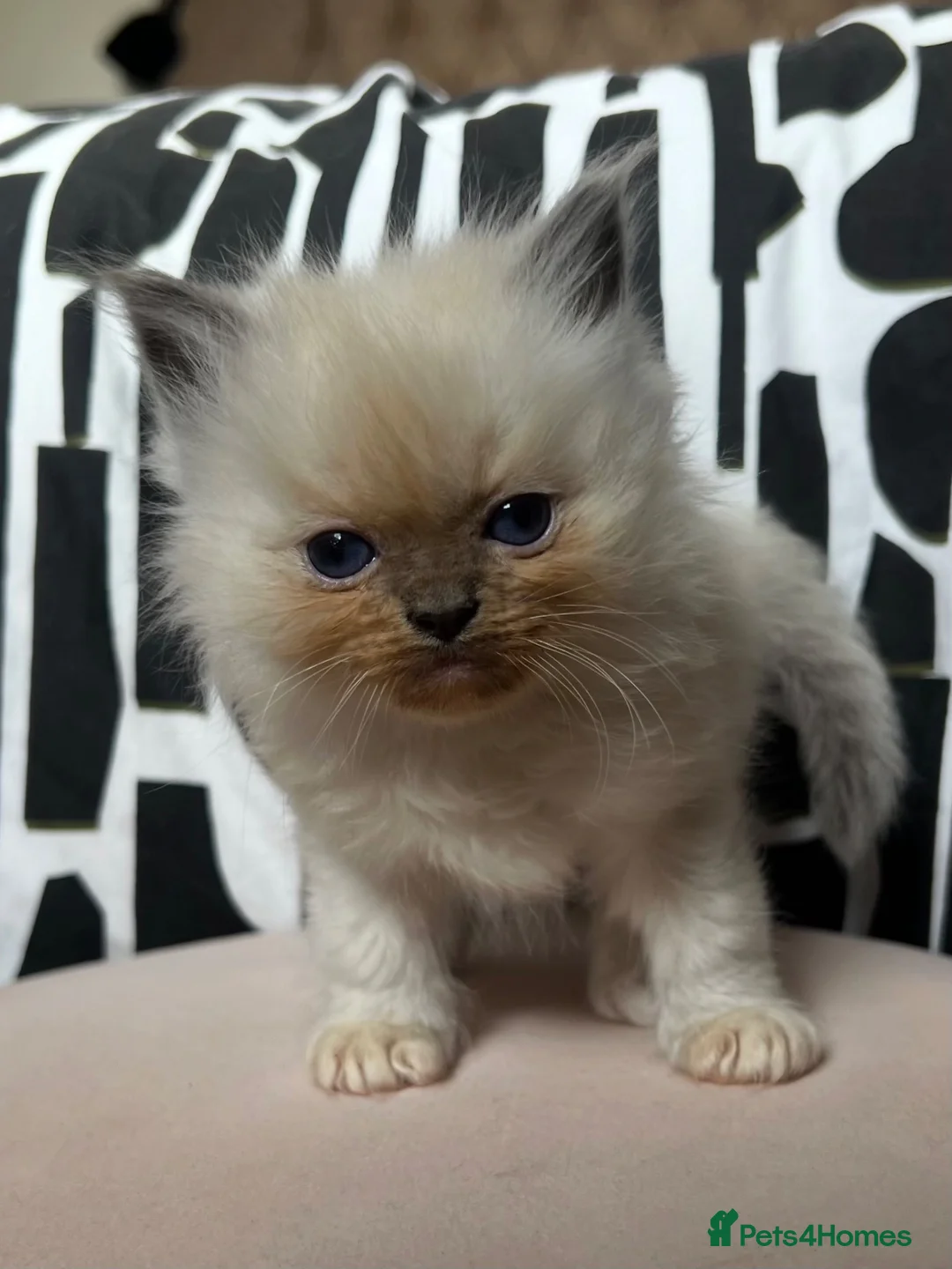 Ragdoll cats for sale: Tica Pedigree cherubim kittens - Advert 1