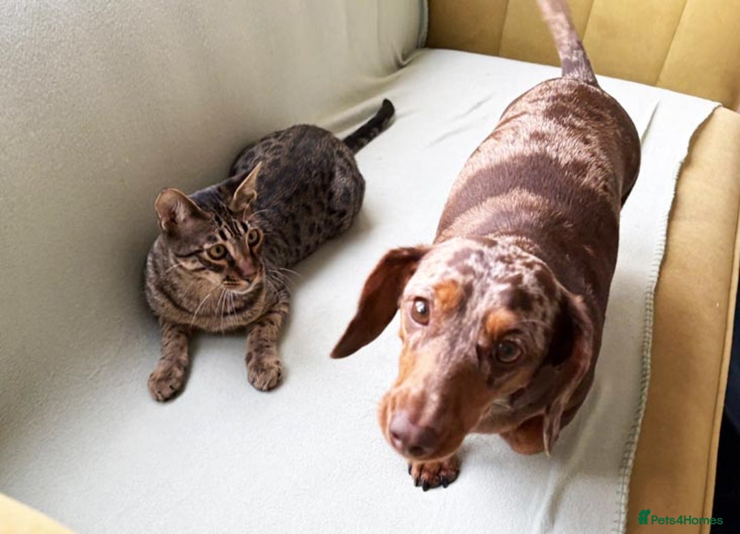 Savannah cats for sale: Super affectionate F6 SBT Savannah boy - Advert 10