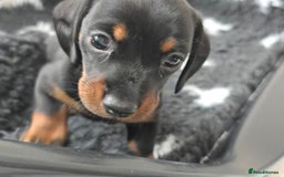 Miniature Dachshund dogs for sale: KC Miniature Dachshund Pups  - Image 16