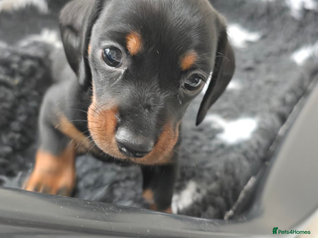 Miniature Dachshund dogs for sale: KC Miniature Dachshund Pups  - Image 16