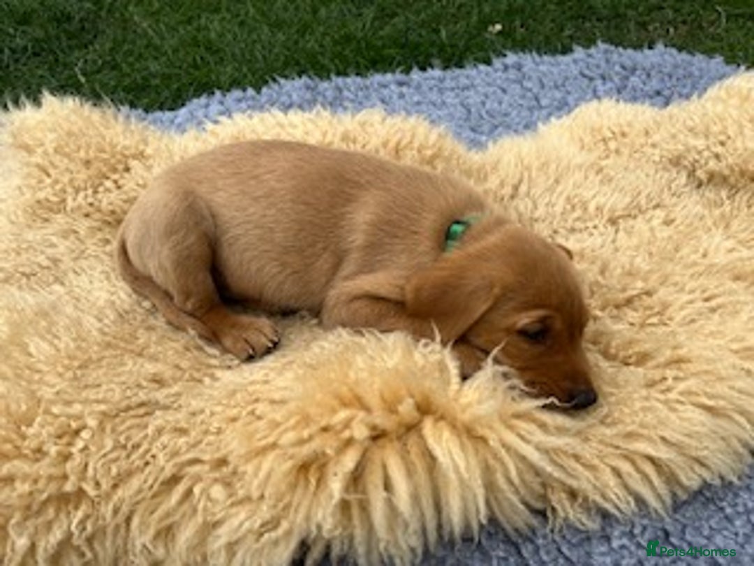 Labrador Retriever dogs for sale: 11 Exceptional Labrador Puppies - Image 15